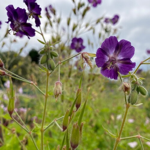 Geranium phaeum 'Lily Lovell'