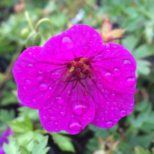 Geranium hybrid 'Little David'