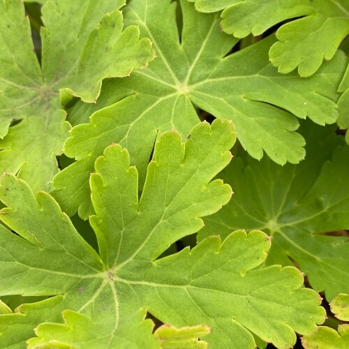 macro foliage 2