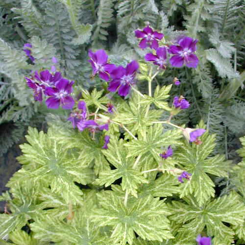 Geranium phaeum 'Margaret Wilson'