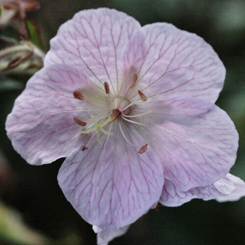 pratense 'Marshmallow'