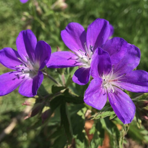 Geranium sylvaticum 'Mayflower'