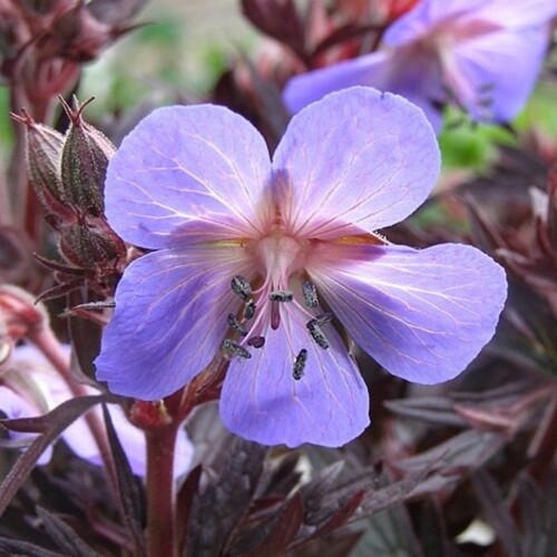 Geranium pratense 'Midnight Reiter'