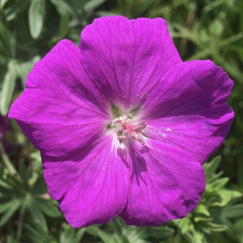 Geranium sanguineum 'New Hampshire Purple'