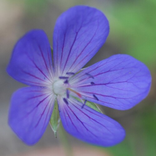 Geranium hybrid 'Nimbus'