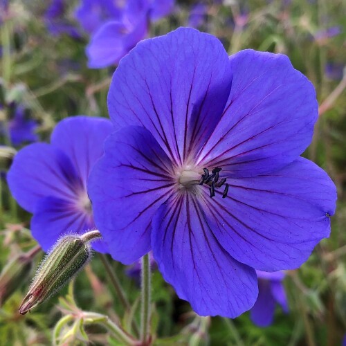 Geranium hybrid 'Orion'