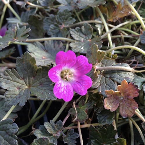 Geranium hybrid 'Orkney Cherry'