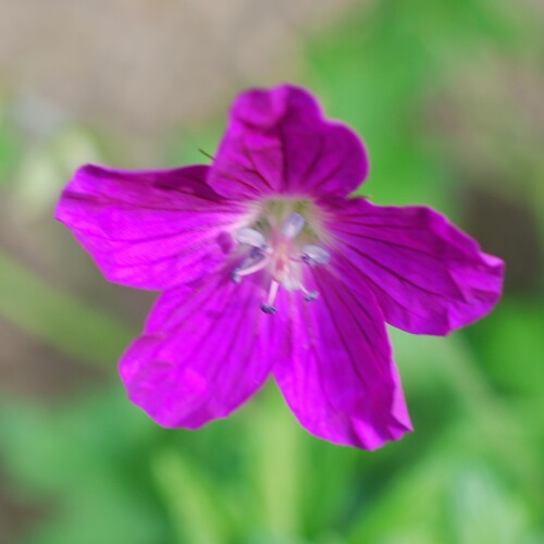 Geranium palustre