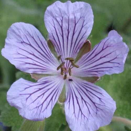 Geranium hybrid 'Philippe Vapelle'