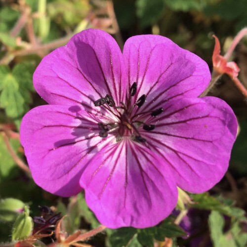 Geranium hybrid 'Pink Penny'