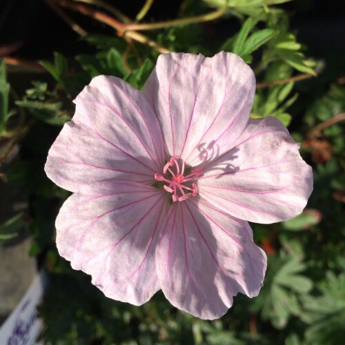 Geranium sanguineum 'Pink Summer'