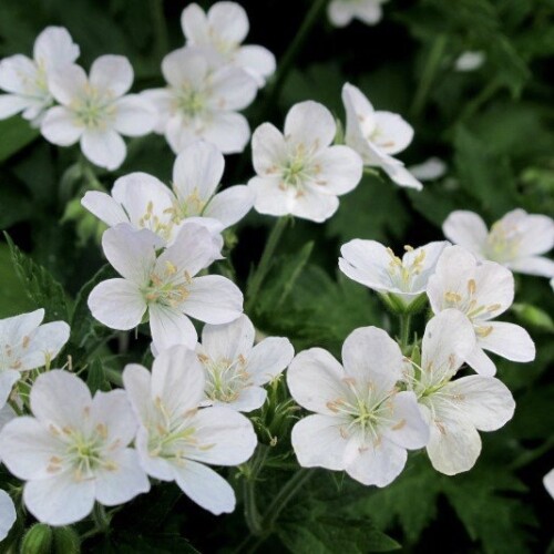 Geranium pratense f. albiflorum