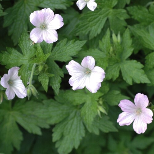 Geranium x oxonianum 'Rebecca Moss'