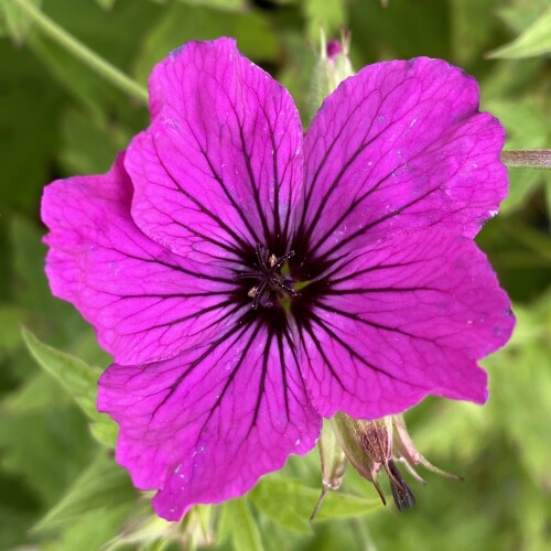 Geranium hybrid 'Red Admiral'