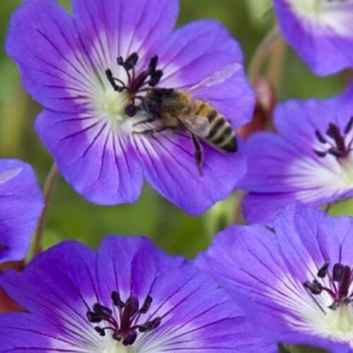 Geranium wallichianum 'Rise and Shine'