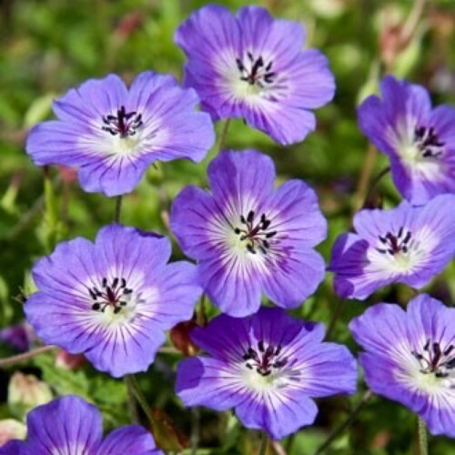 Cranesbill Rise and Shine