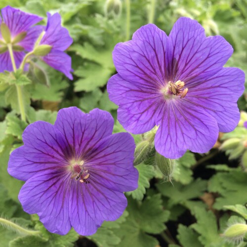 Geranium x magnificum 'Rosemoor'