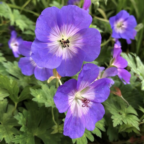 Geranium hybrid 'Rozanne'