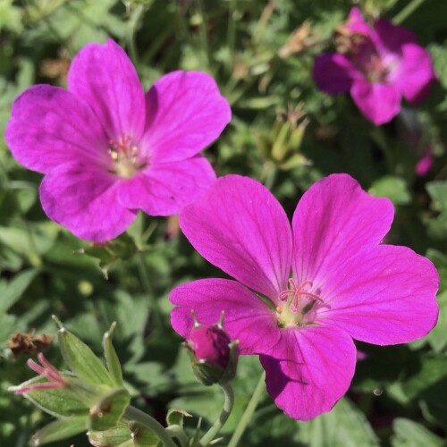 Geranium riversleaianum 'Russell Prichard'