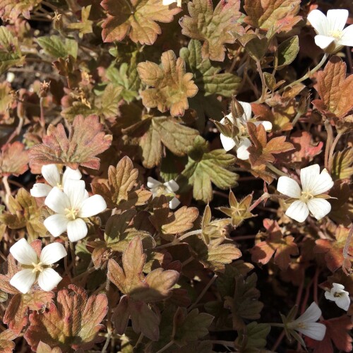 Geranium sessiliflorum 'Sanne'