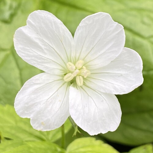 Geranium nodosum 'Silverwood'