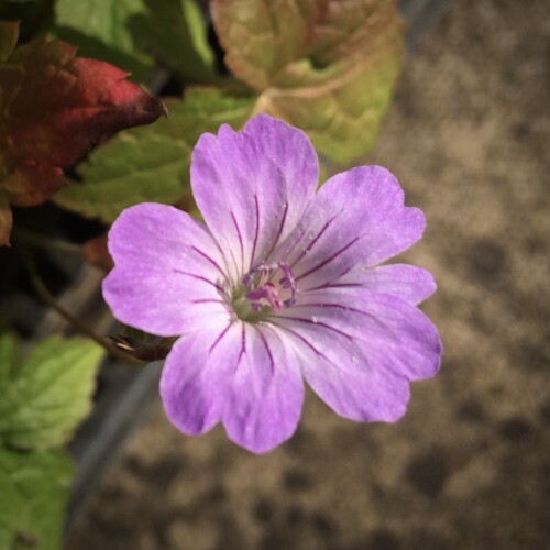 Geranium nodosum 'Simon'