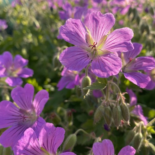 Geranium hybrid 'Sirak'