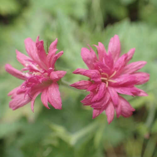 Geranium x oxonianum 'Southcombe Double'