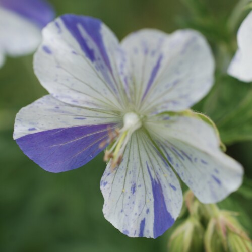 Geranium pratense 'Splish Splash'