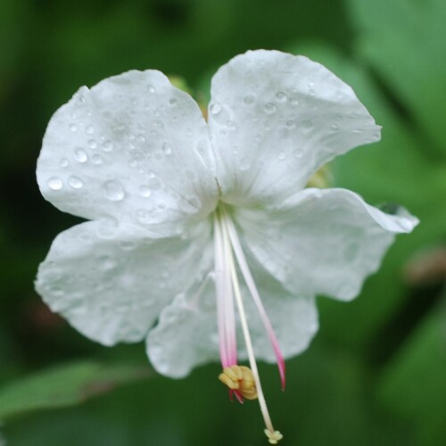 Geranium x cantabrigiense 'St Ola'