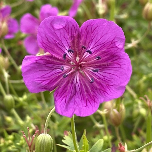 soboliferum 'Starman'