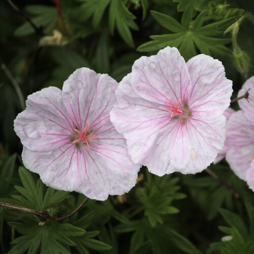 Geranium sanguineum striatum