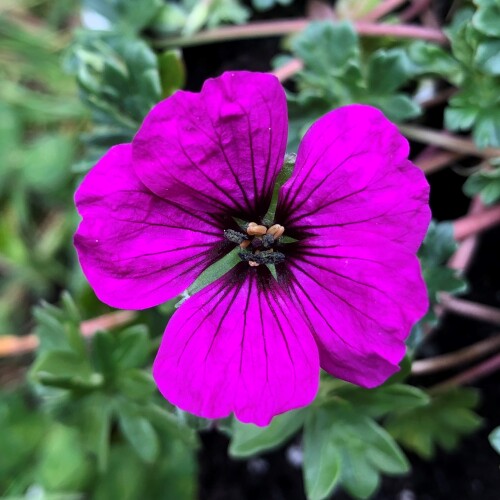 Geranium cinereum subcaulescens