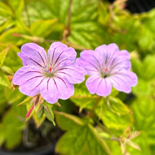 Geranium nodosum 'Svelte Lilac'