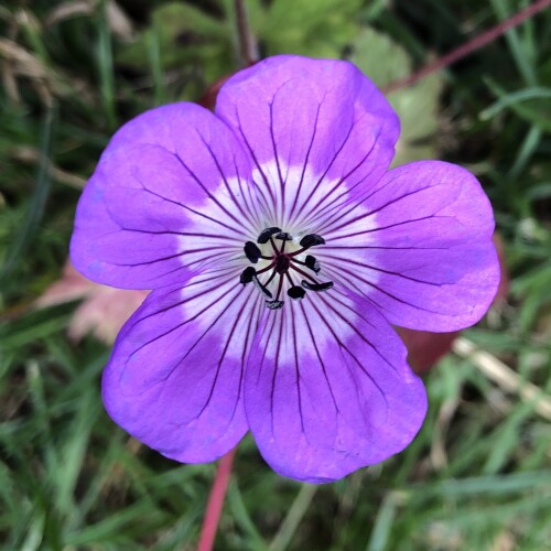 Geranium hybrid 'Sylvia's Surprise'