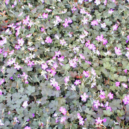 Geranium hybrid 'Tanya Rendall'