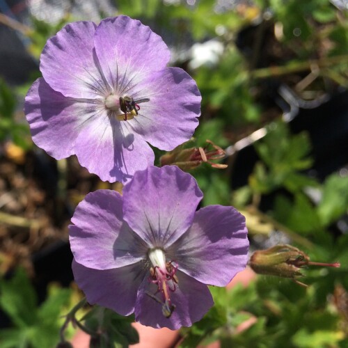 Geranium phaeum 'Walkure'