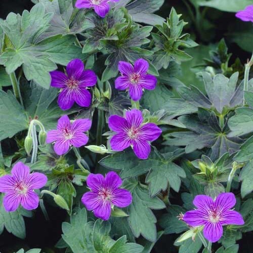 Geranium wlassovianum