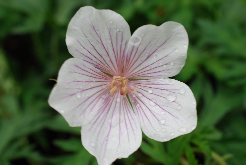 Kashmir White