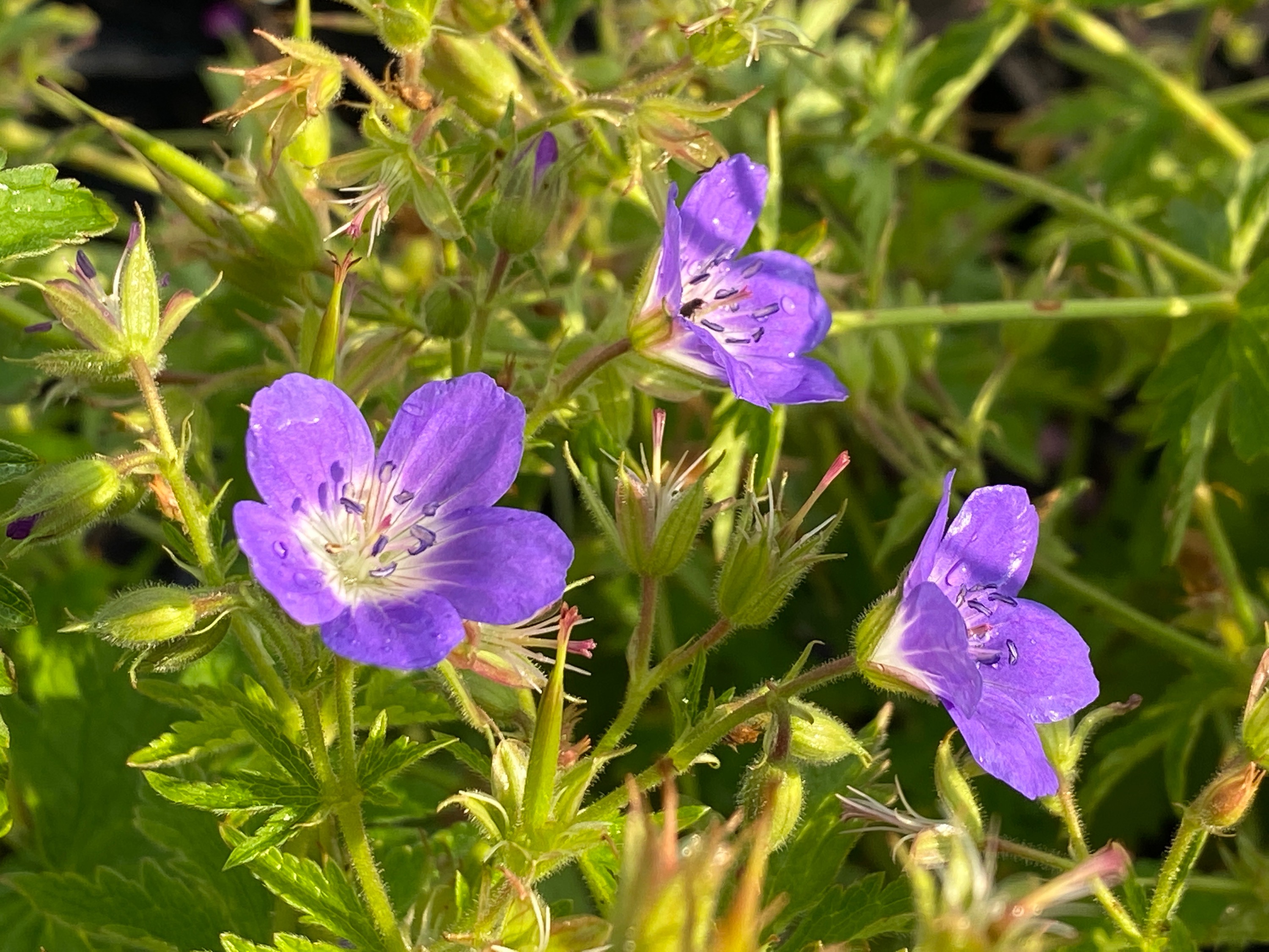 Amy Doncaster Cranesbill