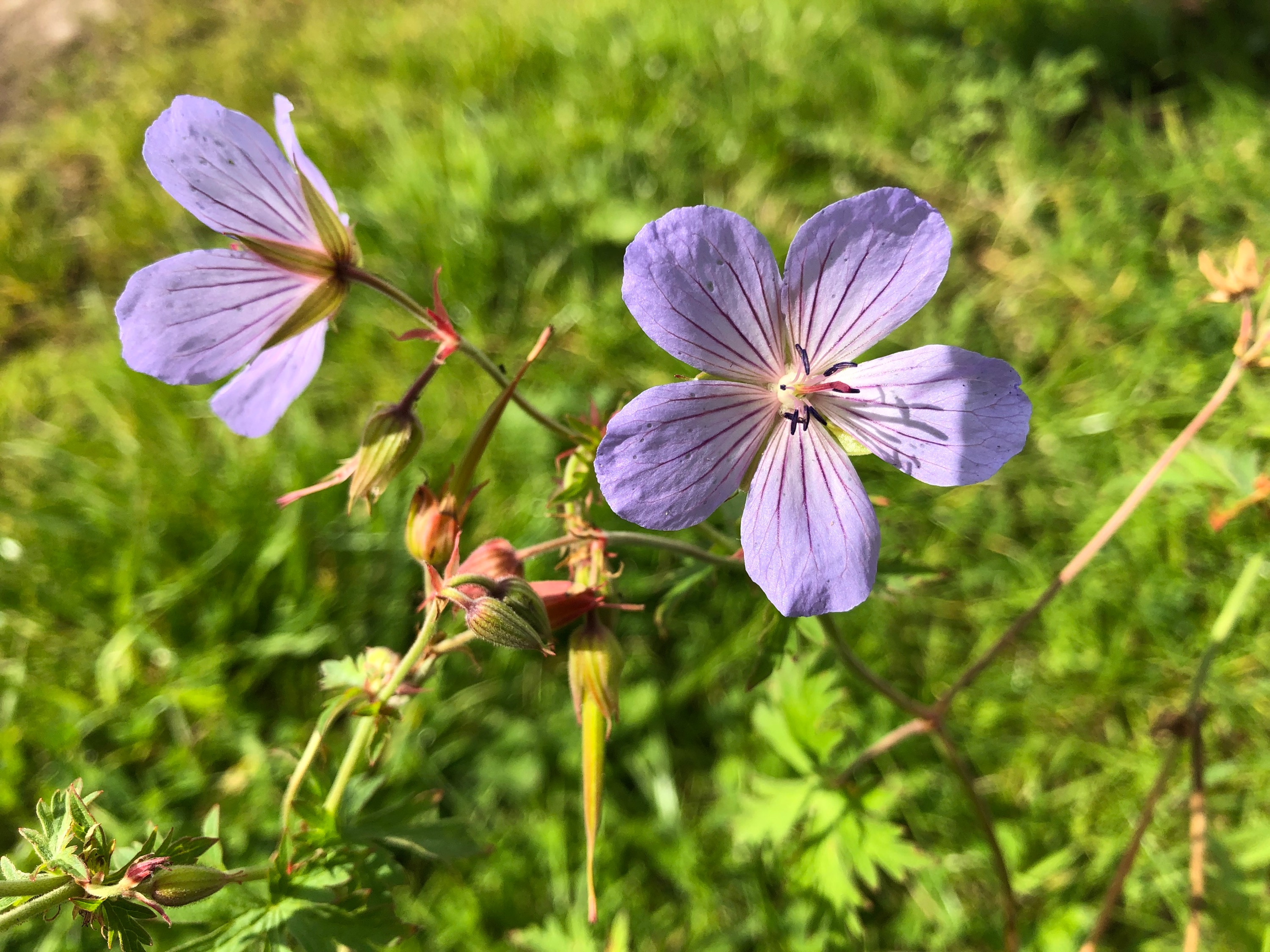 Blue Cloud Cranesbill