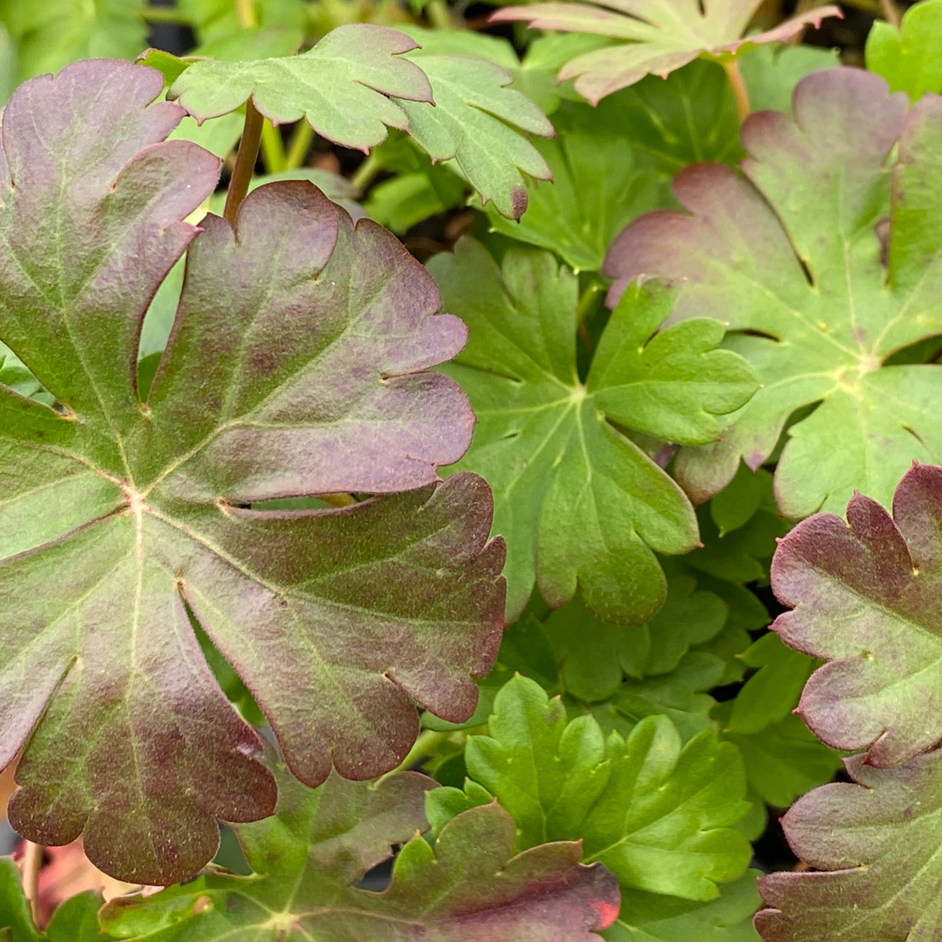 x cantabrigiense foliage.