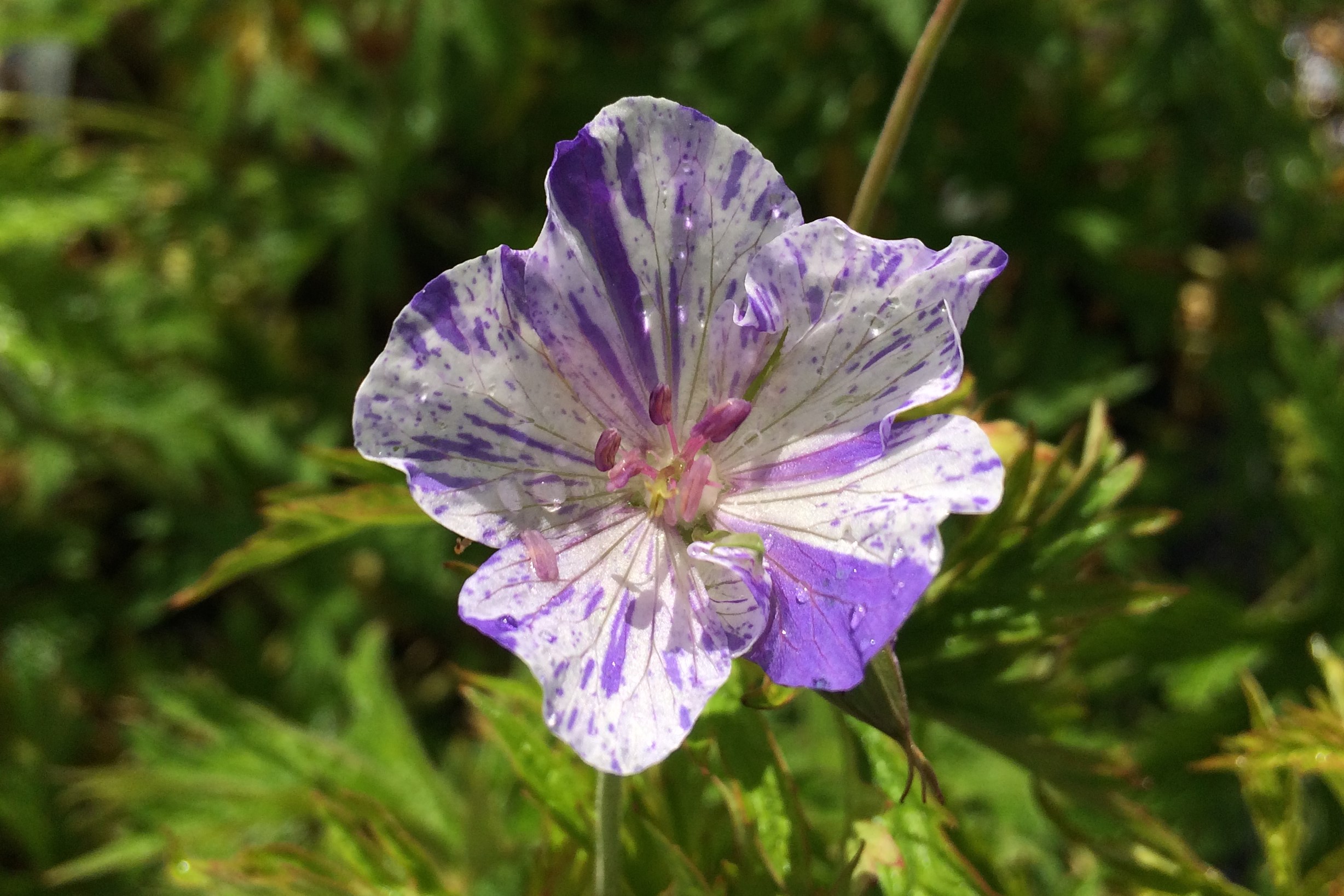 Delft Blue Butterfly