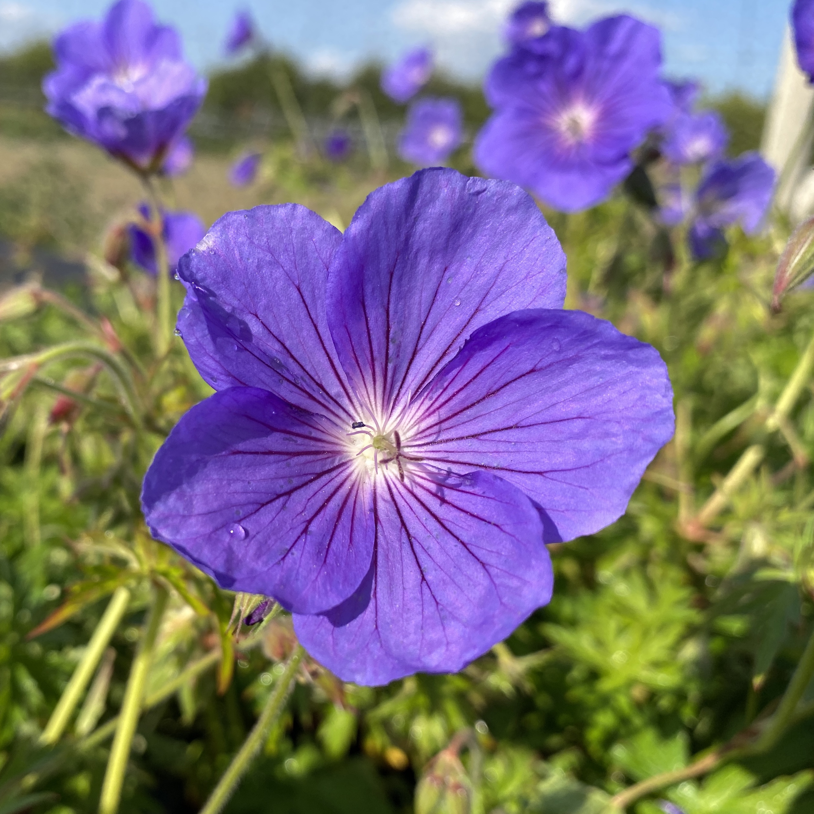 hybrid 'Eureka Blue'
