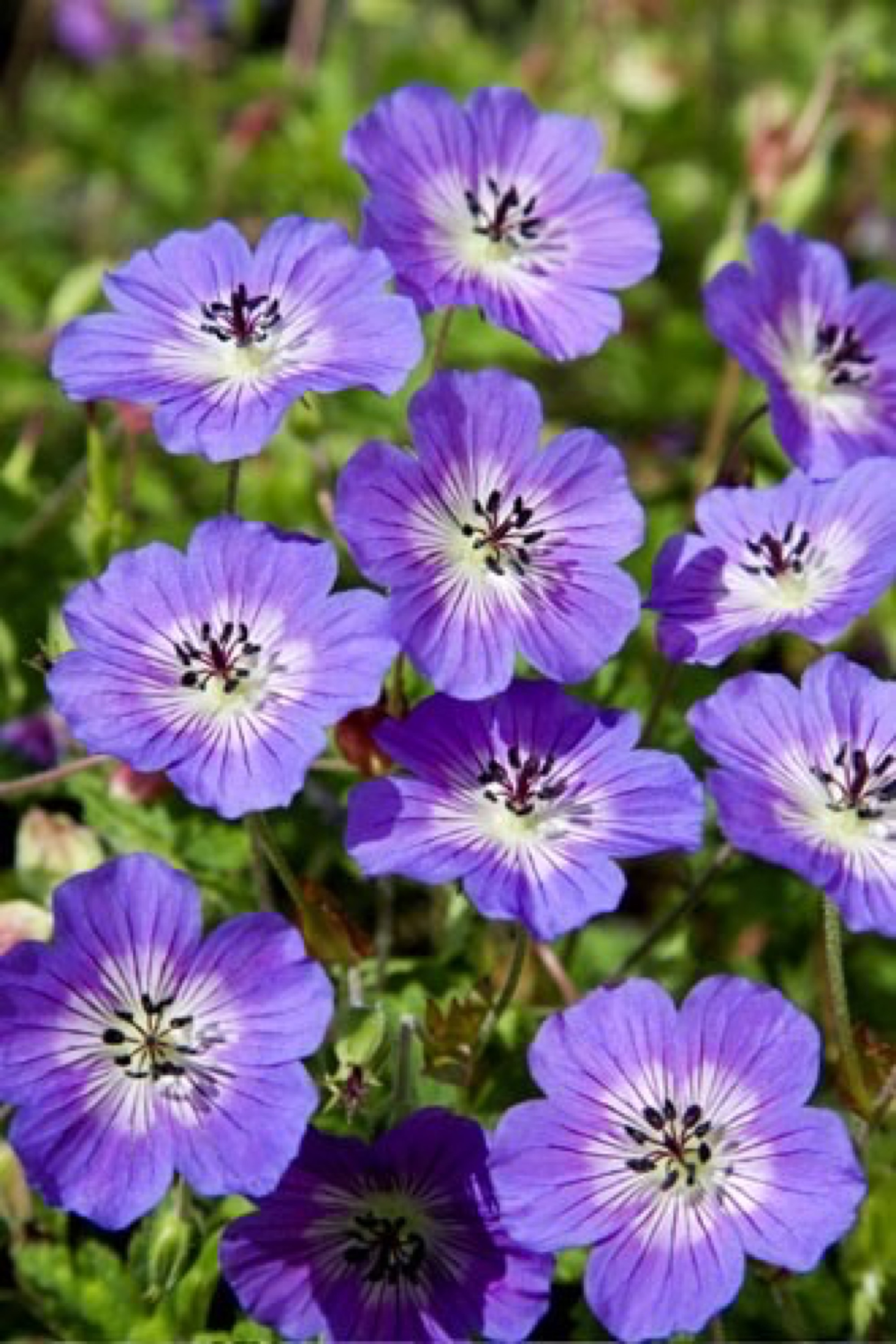 Cranesbill Rise and Shine