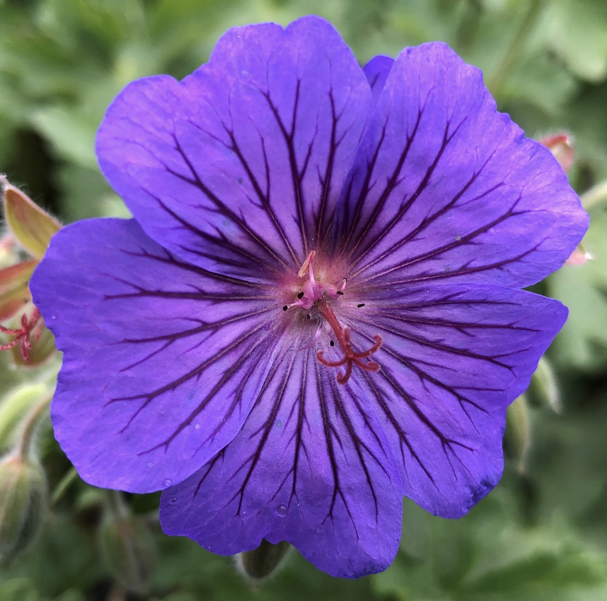 hybrid 'Sabani Blue'